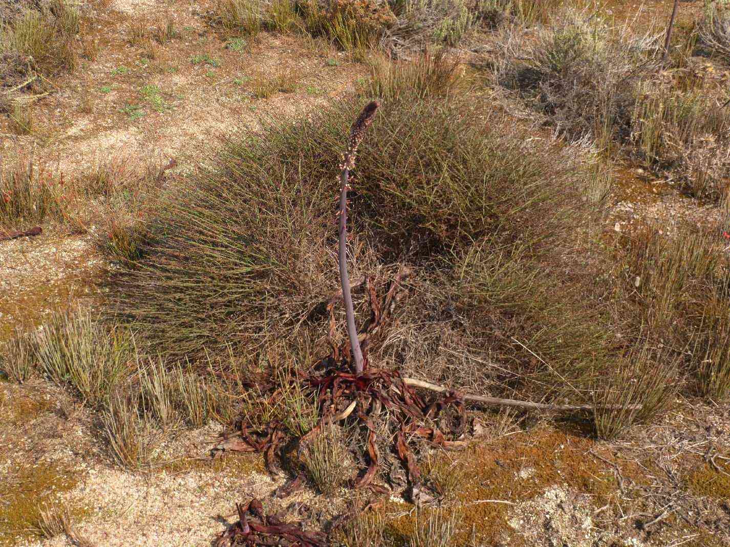 Piante dunali - Charybdis pancration